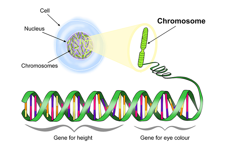 Magnification of a chromosome located in the nucleus of a cell